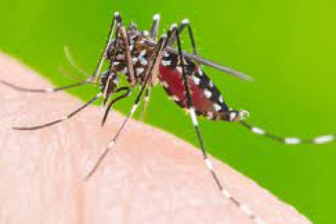 Paraíba já registrou 5.735 casos prováveis de dengue, 1.126 de chikungunya e 82 de zika em 2023